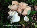 Albatrellopsis confluens-amf1529
